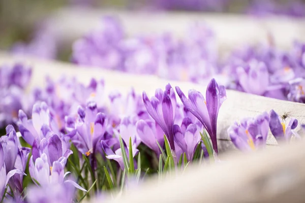 Voorjaarskrokusbloemen — Stockfoto