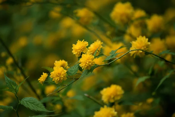 Sommergelbe Blüten — Stockfoto