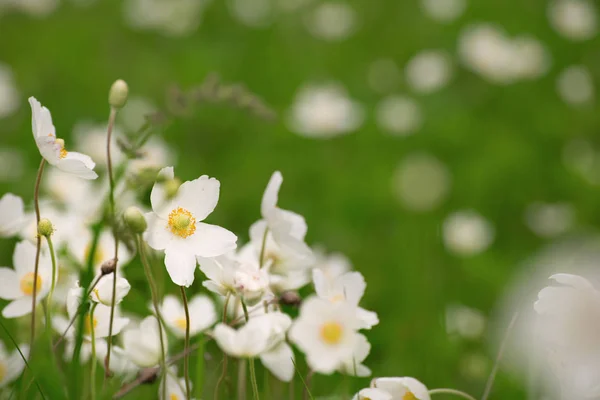 Flores brancas de anemona — Fotografia de Stock
