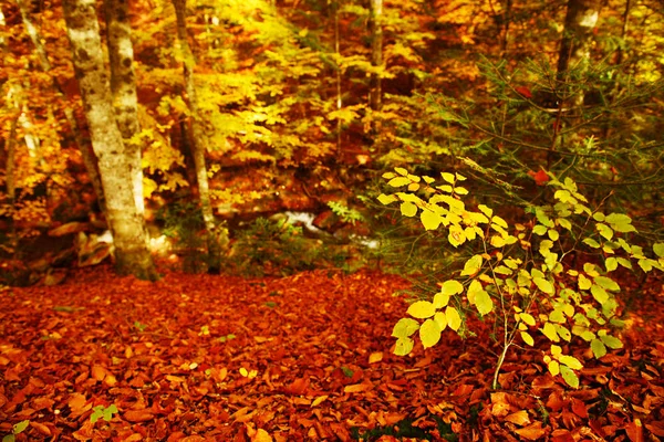 Gyönyörű őszi táj — Stock Fotó