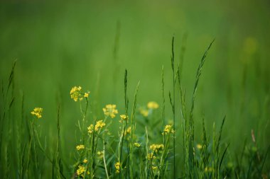 Yeşil çimen alanı arkaplanı