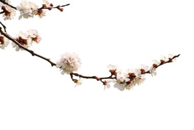 Kayısı çiçek izole