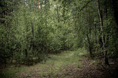 Karanlık kasvetli orman