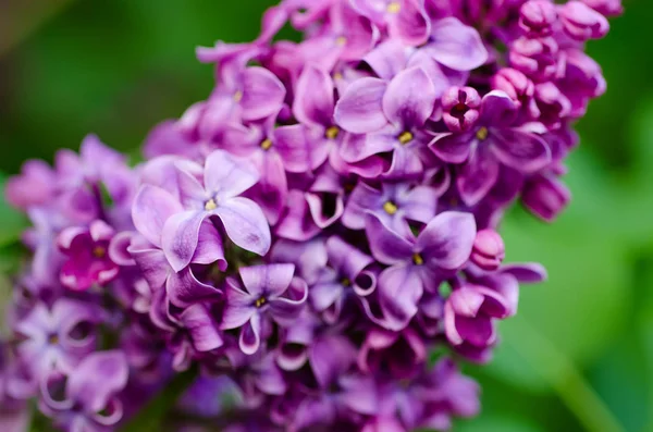 ライラックの花マクロ — ストック写真