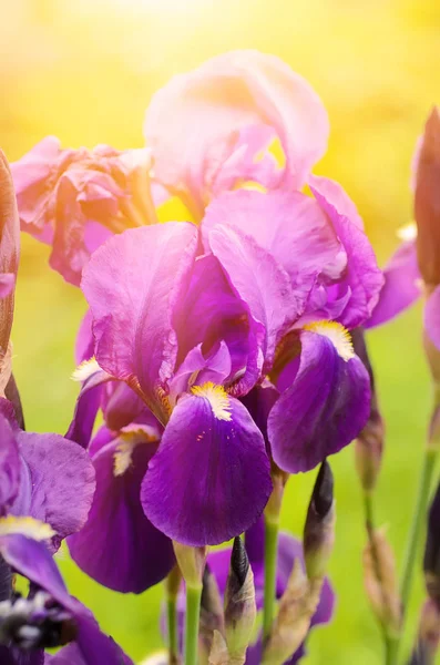 Iris fleur dans la nature — Photo