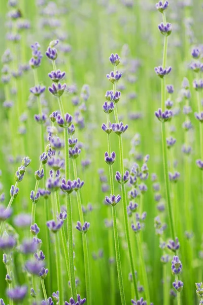 薰衣草美丽的花朵 — 图库照片