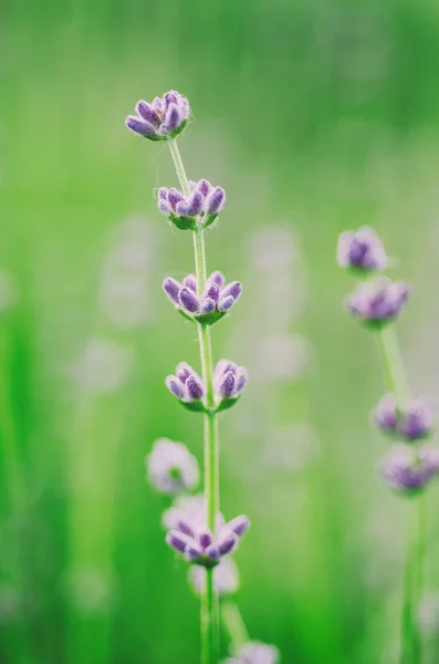 라벤더의 아름다운 꽃들 — 스톡 사진