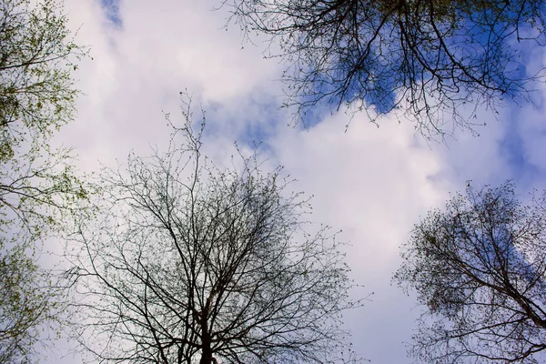 Cielo con nubes y árboles — Foto de Stock