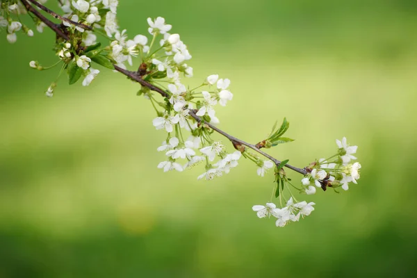 Kersenlentebloemen — Stockfoto