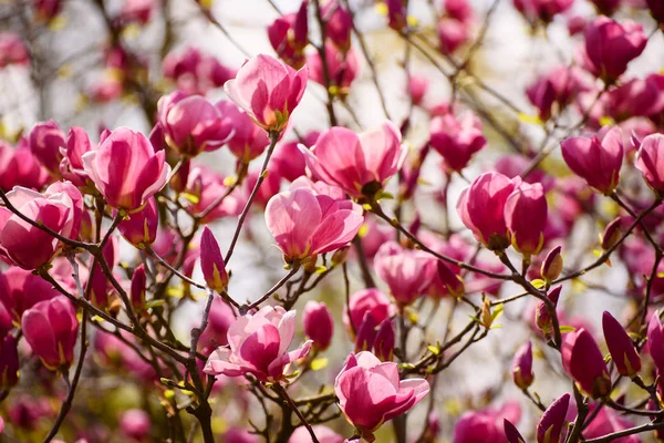 Magnolia flores de primavera — Foto de Stock