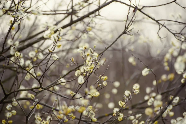 Ramo de salgueiro florescente — Fotografia de Stock