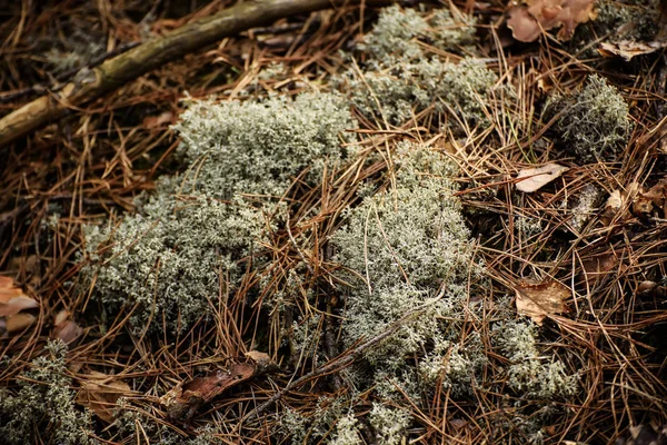 Moss streszczenie tło — Zdjęcie stockowe