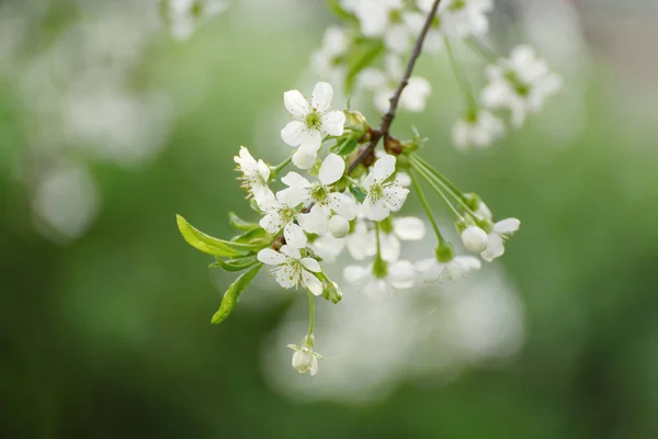 Flores de primavera de cereza —  Fotos de Stock