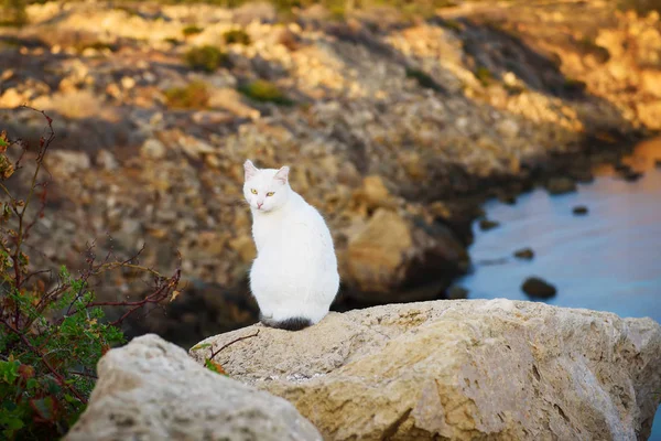 岩石上的猫 — 图库照片