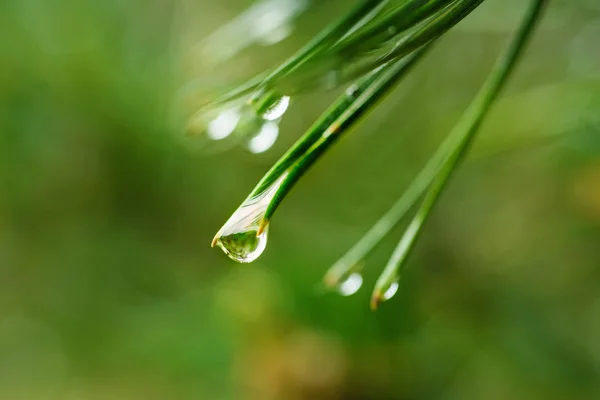 Natte pijnboom — Stockfoto