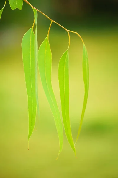 Feuilles vertes d'eucalyptus — Photo