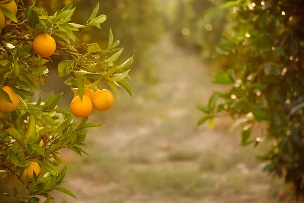 Jardín naranja con fruta —  Fotos de Stock