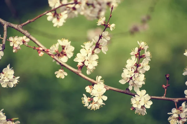 Flor de albaricoque — Foto de Stock