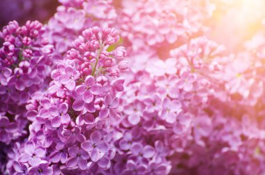 Leylak çiçekleri makro