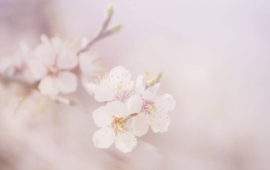 Kayısı ağacı çiçeği