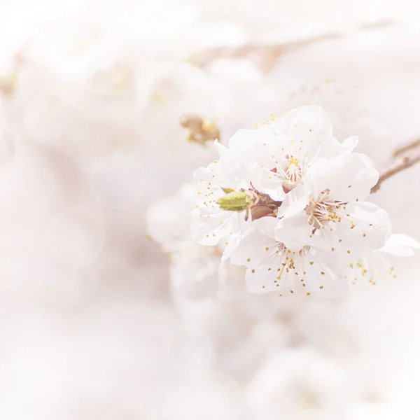 Marillenbaumblüte — Stockfoto