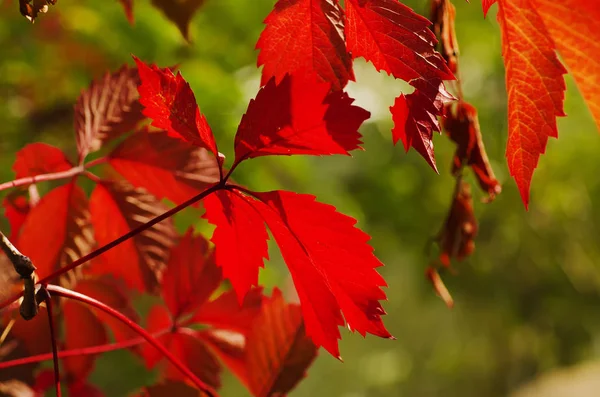 Wild grape red leaves — Stock Photo, Image