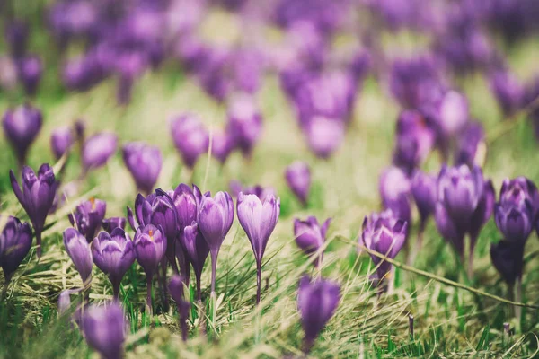 Fiore di croco primaverile — Foto Stock