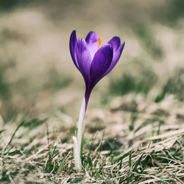 Spring crocus flower — Stock Photo, Image