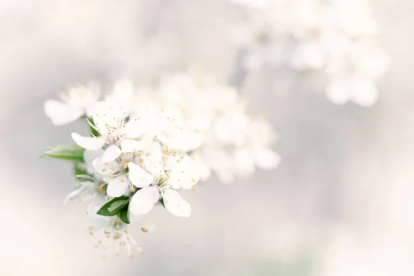 梅春の花 — ストック写真