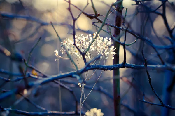 Autumn sunset plant — Stock Photo, Image