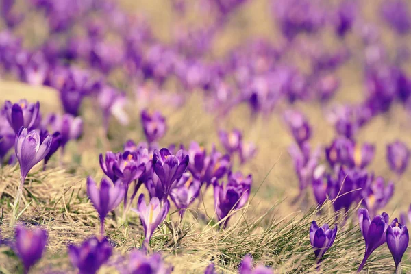 Voorjaarskrokusbloemen — Stockfoto