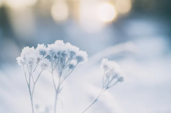 Frozen meadow plant — Stock Photo, Image