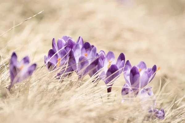 Flores de primavera de azafrán — Foto de Stock