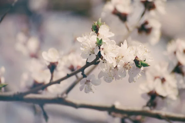 Marillenbaumblüte — Stockfoto