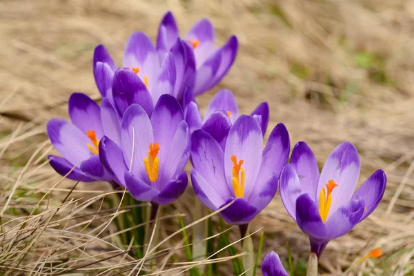 Flores de primavera de azafrán —  Fotos de Stock