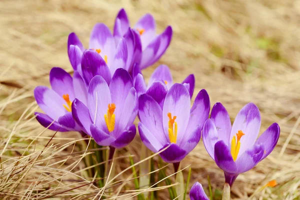 Voorjaarskrokusbloemen — Stockfoto