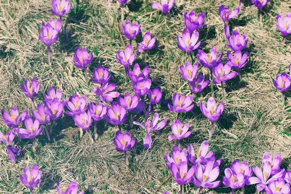 Voorjaarskrokusbloemen — Stockfoto
