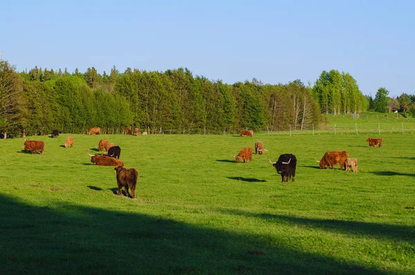 Escócia vacas das terras altas — Fotografia de Stock