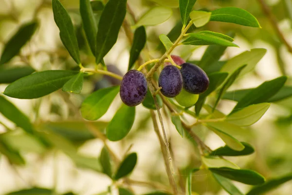 Olivenbaum mit Früchten — Stockfoto