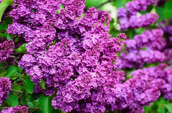 Spring lilac flowers — Stock Photo, Image