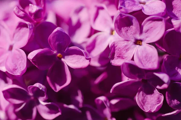 Leylak çiçekleri makro — Stok fotoğraf