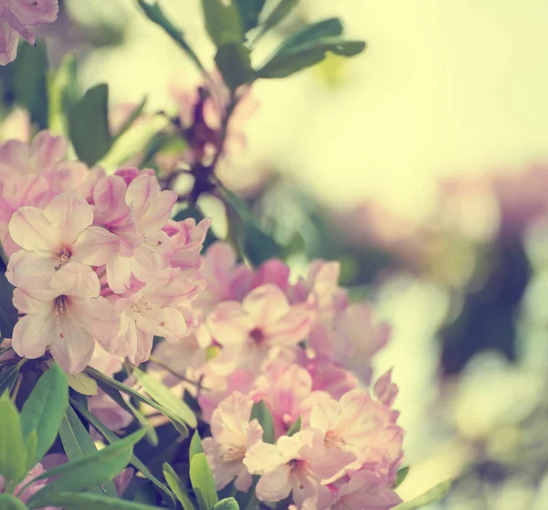 Rhododendron máximo de flores rosadas —  Fotos de Stock