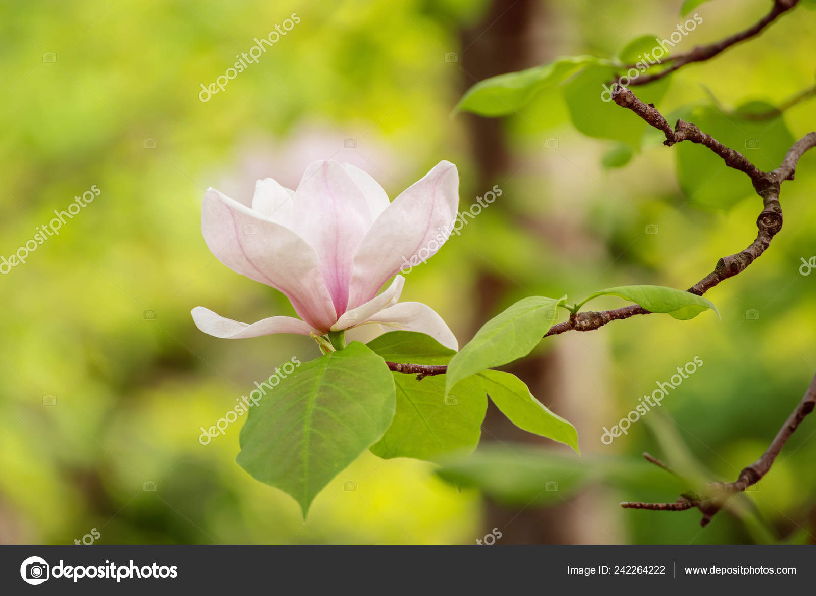 マグノリアの春の花 ストック写真 C Roxana