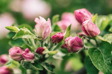 Elma ağacı çiçeği