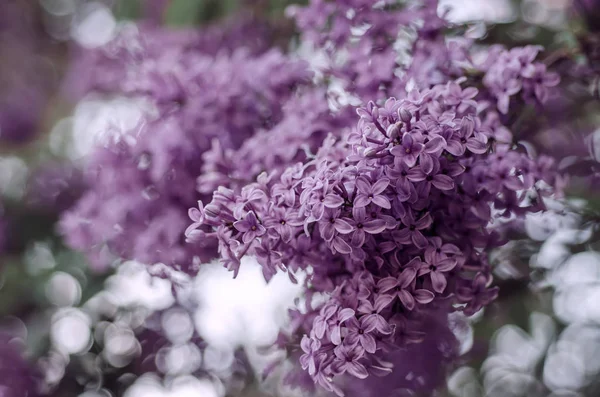 春のライラックの花 — ストック写真