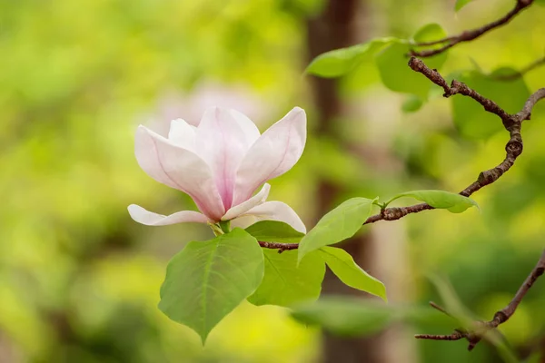 용설란 꽃송이 — 스톡 사진