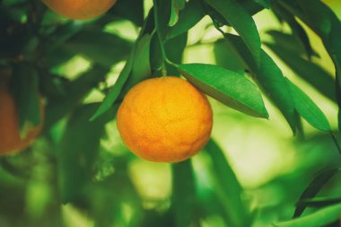 Mandalina güneşli bahçe