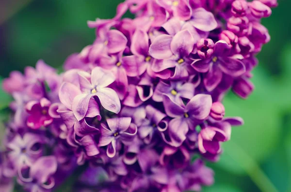 Macro fleurs de lilas — Photo