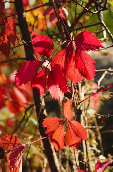 Wild grape red leaves — Stock Photo, Image