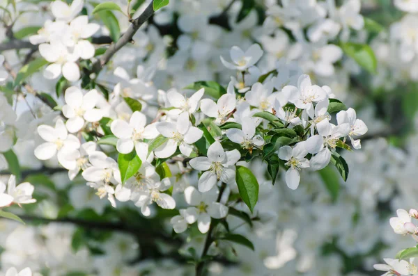 梅のヴィンテージの花 — ストック写真